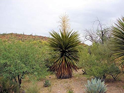 Amazon.co.jp: 【種子】Yucca Faxoniana◇ユッカ・ファクソニ