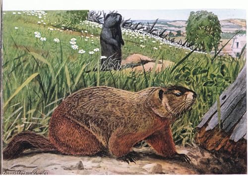 Tableau sur toile marmotte de Louis Agassiz Fuertes finition premium