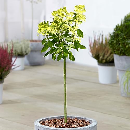 Hydrangea Magical Candle Patio Tree - Hardy Outdoor Plants for Garden - Grow Your Own Flowering Garden Trees in 3L Plant Pot (70-80cm Incl. Pot)