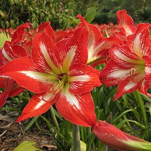 アマリリスの球根 トランペット型の花の頭 屋内切り花装飾 4 店 球根