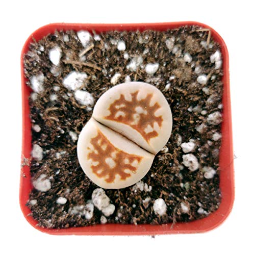 Lithops Succulent | Living Stones Raw Stone Cactus Succulent | Unique Succulent Gift Decoration (2 Inch) #TOP1