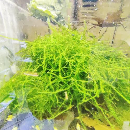 Garnelenglück - Weeping Moos - Vesicularia ferriei - 100mg