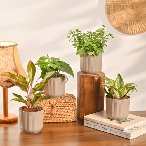 Ugaoo Ibiza Combo of 4 Live Indoor Plants with Pots (Mocca) – Jad...