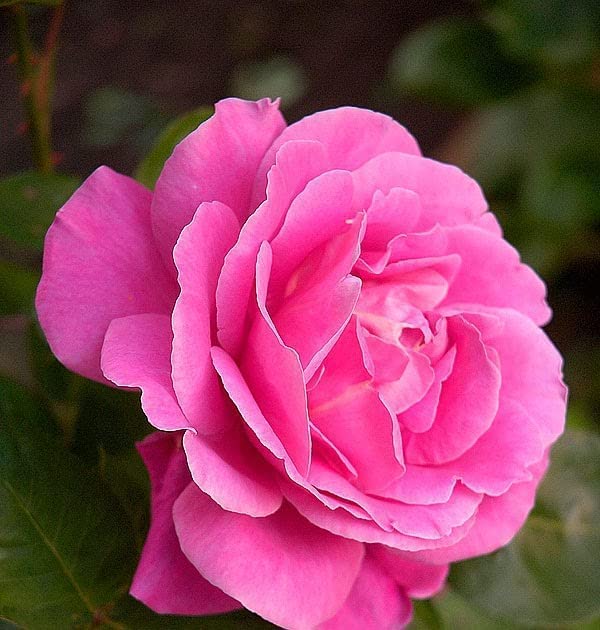 Healthy Vibe Rare Exotic Rose Flower Bud 1 Live Plant in Polybag (Dark Pink Rose Plant) (B0C5DS5JKJ) Amazon Price History, Amazon Price Tracker