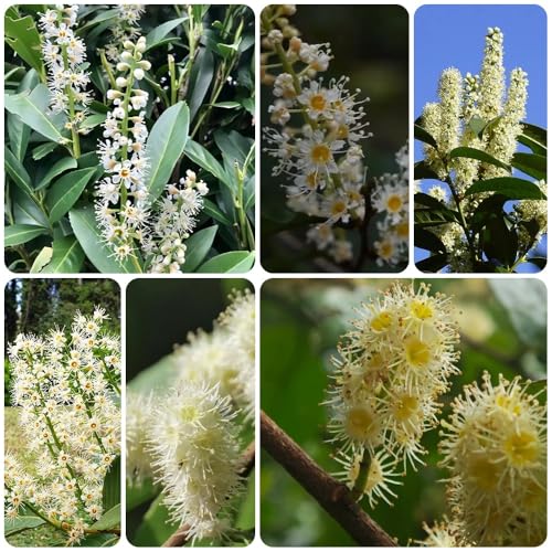 Semillas de Laurel Cerezo, Arbustos en resistentes Prunus laurocerasus, semillas de laurel cerezo de balcón resistentes para exterior resistentes 20pcs