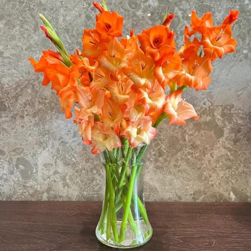 9 pezzi bulbi gladioli resistenti perenni - resistenti all'esterno del giardino