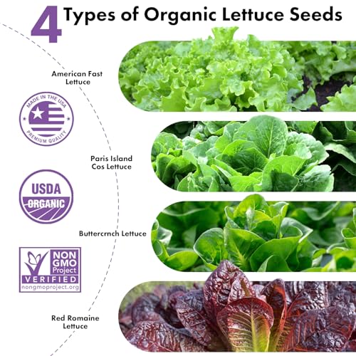 LYKOCLEAN Salad Romaine Lettuce Seed Pods for AeroGarden,Ahopegarden, iDOO Hydroponics Growing System,350 Seeds+ Including American Lettuce,Paris Island Cos Lettuce,Buttercrunch Lettuce (12-Pods) — view 2