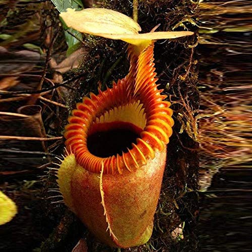 ScoutSeed Raras Nepenthes Flytrap BalcAn Bonsai en maceta Semillas de plantas carnAvoras 120 PCS S