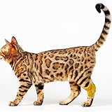 Pair of Cat Hock Socks for Sore Hocks Ankle Protective for Medium to Large-Sized Cats Recovery and Relief Wound Pain Cat Hock Brace