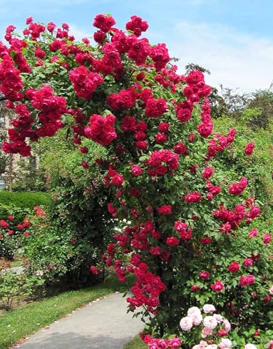 Climber Rose Plant Live - Don Juan Bare Root 5-7 Inches