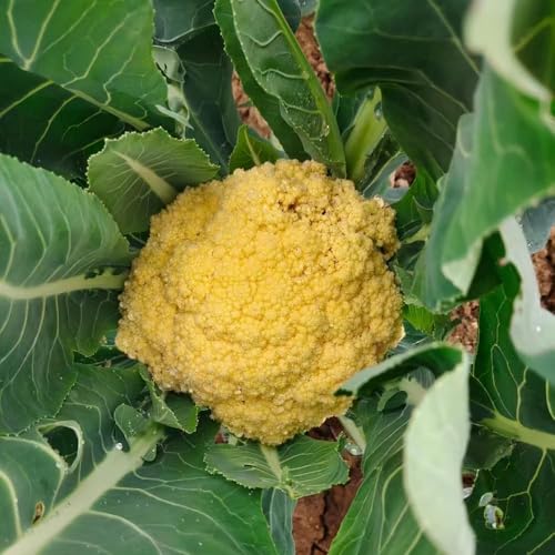 200 piezas semillas de coliflor jardín de interior semillas balcón jardín coliflor invierno, resistentes para