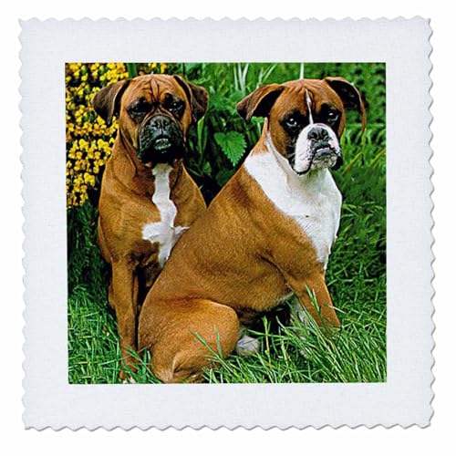 25x25 inch Quilt Square - Boxer Dogs Boxer