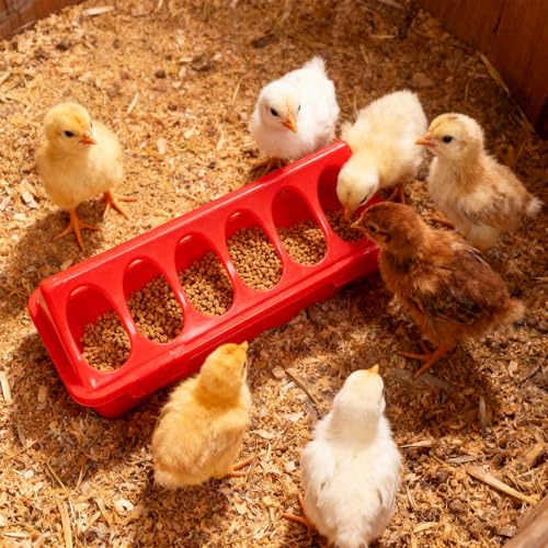 Lampe de couvaison pour poulailler protégeant vos poussins du froid