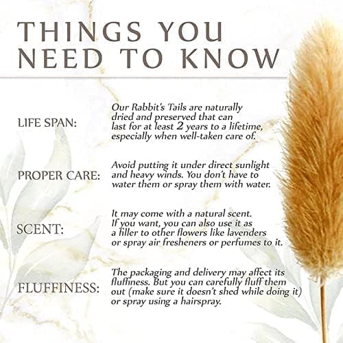 VELAFEE 60pcs (Mix Natural) Lagurus Bunny Tails Pampas Grass Decor for Home Decor 45cm-17.7inches, Rabbit Tails Dried Flowers Bouquet, Best for Boho Decor, Table Decoration, Bedroom Decor
