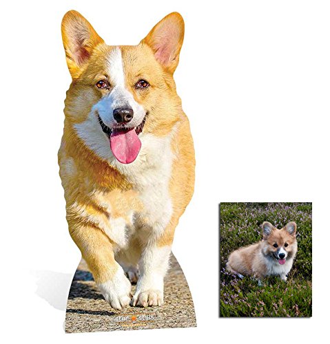 Fan Pack - Royal Corgi Dog Lifesized Mini Cardboard Cutout/Standup/Standee - Includes 8x10 Star Photo