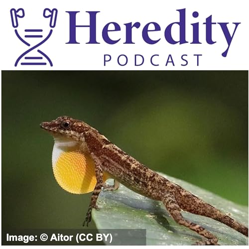 Page de couverture de Colourful signals in Anolis lizards