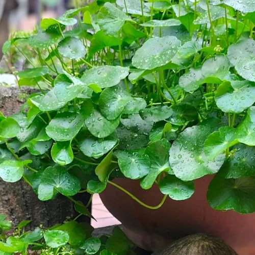 Semillas de centella asiática, de balcón exóticas jardín de resistentes para el jardín semillas de jardín de semillas de 180pcs