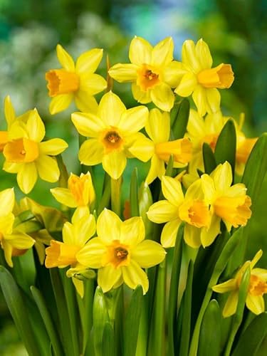 Vivaio Garden Forest, Narcisi Tête-à-Tête - 8 bulbi calibro 10/11, Narcisi nani giallo intenso a fioritura precoce, Fioritura primaverile abbondante, Ideali per bordure e vasi