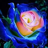 Las rosas son extremadamente raras.