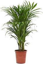 Verdecora Areca | Yellow Palm Tree | Gold Fruit Palm | Bamboo Palm Tree | Queen of Palms | Natural Tropical Plant Indoor and Outdoor in 4 Litre Pot