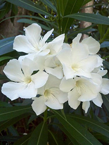 20 semi White Oleander (Nerium Oleander) Semi albero arbusto, semi di albero esotico