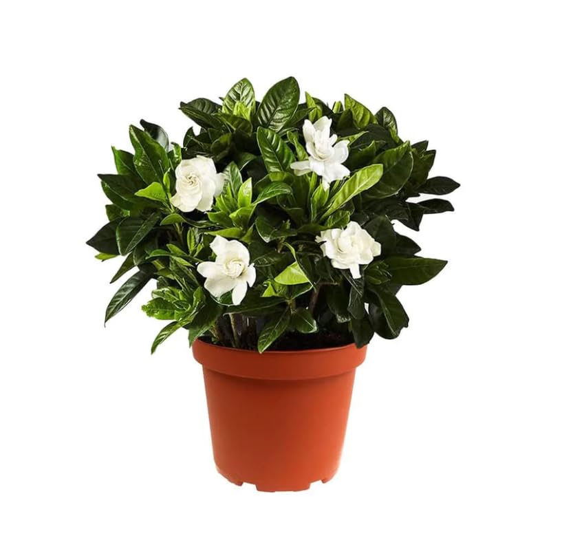 Gardenia Natural en Maceta Planta Viva con Fragancia Elegante