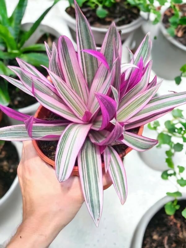 generic 24 hours oxygen giving indoor plants,Rhoeo Plant (Moses in the Cradle/Oysterplant/Boatlily) - pink spider Live Plant | Vibrant Indoor/Outdoor Foliage (1 Live plant)-picture-17