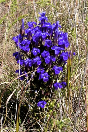 200 Fringed Gentian Gentiana Crinita Gentianopsis Native Herb Blue Purple Flower Seeds