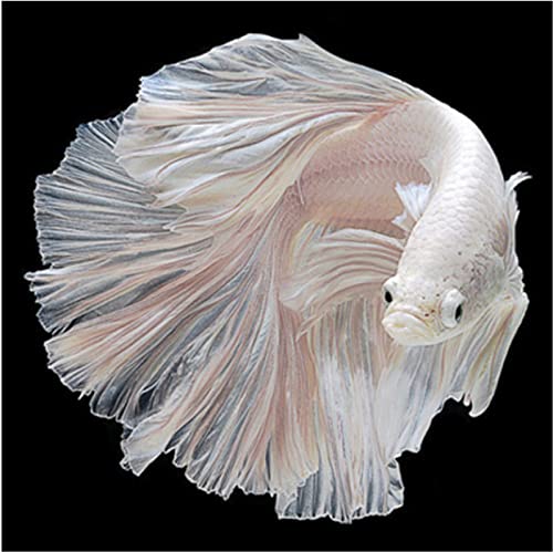 Kit peinture au diamant 5D poisson blanc broderie diamants carré plein 30x40 cm