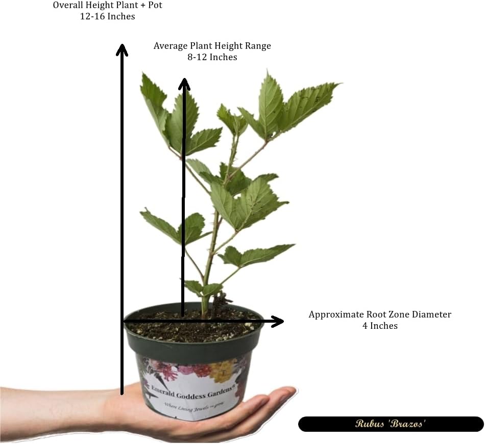 Brazos Heirloom Low Chill Cultivated BlackBerry - Rubus Live Berry Plant - Large Sweet Fruit - Thorny Canes- Warm Climate - 8-12 Inches Tall - 4 Inch Pot