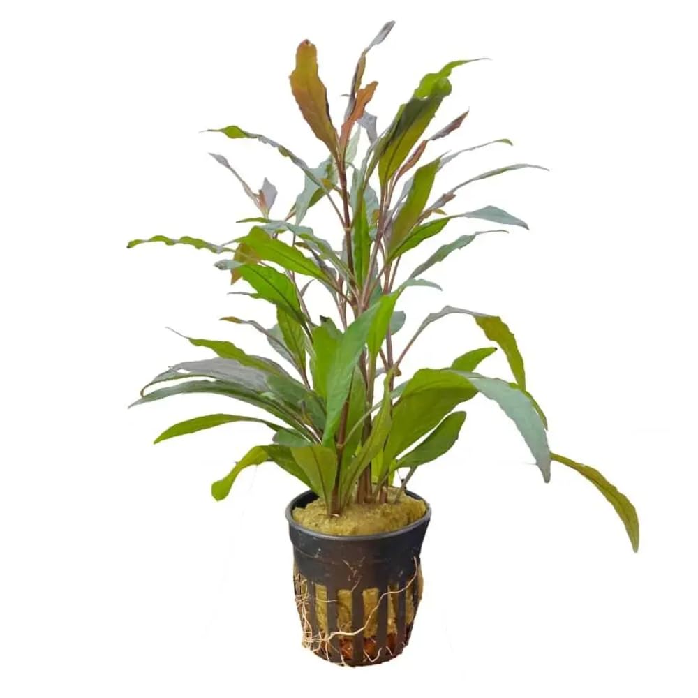 Hygrophila angustifolia Rubra - Freshwater Aquarium Plant
