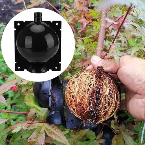 MUKLEI 30 bolas de crescimento de raízes de plantas de 8 cm, caixa de bola de propagação de alta pre