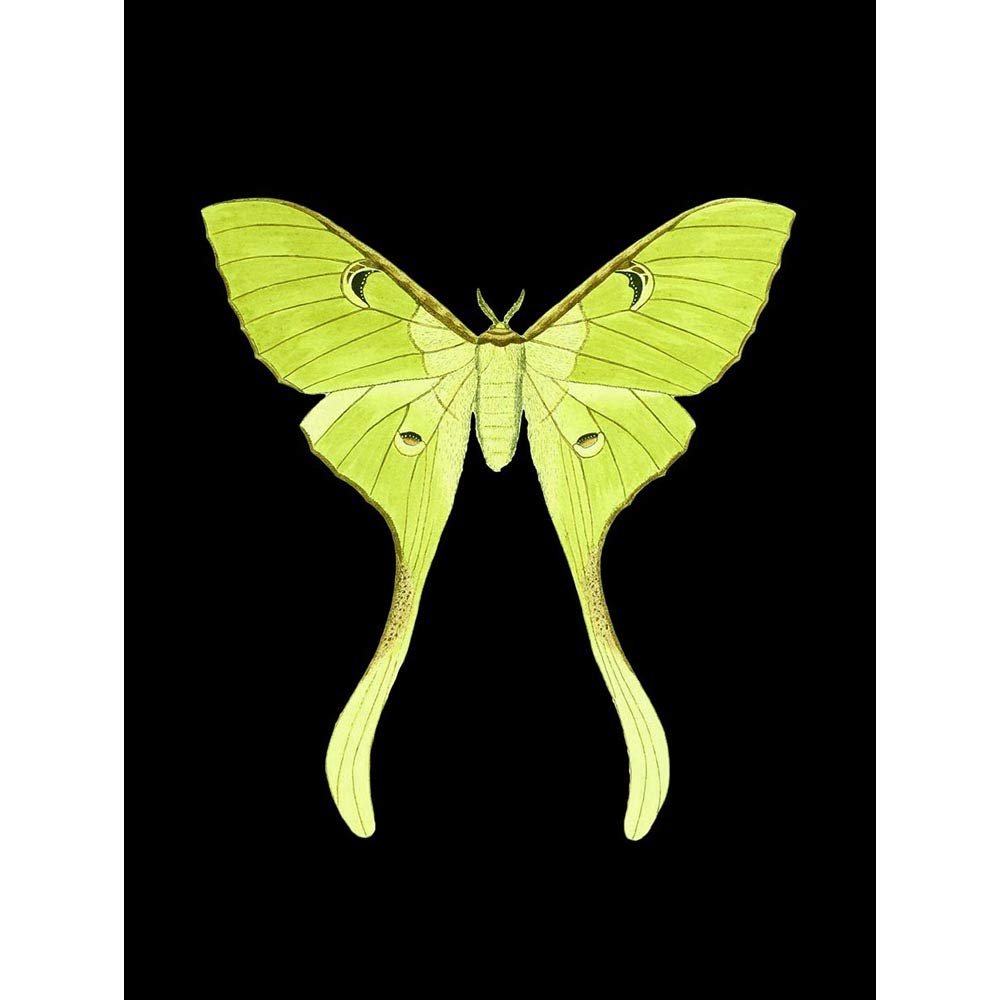 Wee Blue Coo Green Luna Moth Art Print Poster Wall Decor 12X16 Inch