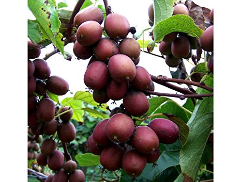 1 Pianta Kiwi Pasta Rossa Actinidia Arguta Impollinatore Maschio