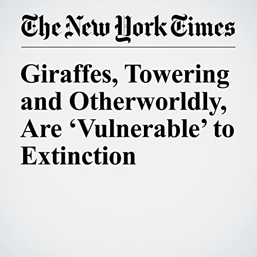 Giraffes, Towering and Otherworldly, Are &lsquo;Vulnerable&rsquo; to Extinction cover art