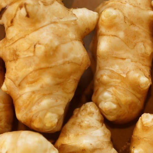 Clearwater Variety Sunchoke - Jerusalem Artichoke VAR. Clearwater. - 4 Tubers - Sunroot - by Yumheart Gardens