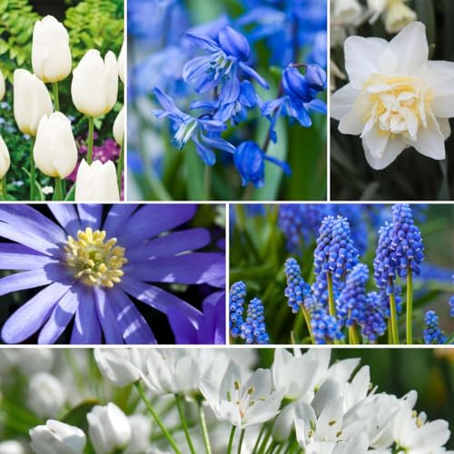 Plant in a Box - Bulb Garden Blue - 125x Zwiebeln Mischung - Narcissus, Scilla, Allium, Anemone, Hyazinthe und Tulpe - Blumenzwiebeln für Garten, Terasse oder Balkon