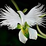 Orchideensamen 200 Teile/los Weißen Reiher Japanischen Radiata Seedsworld Seltene Orchideenarten Home Blume Pflanze Garten Dekoration