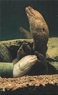 Hawaiian Moray Eels at Shedd Aquarium Chicago, Illinois IL Original Vintage Postcard