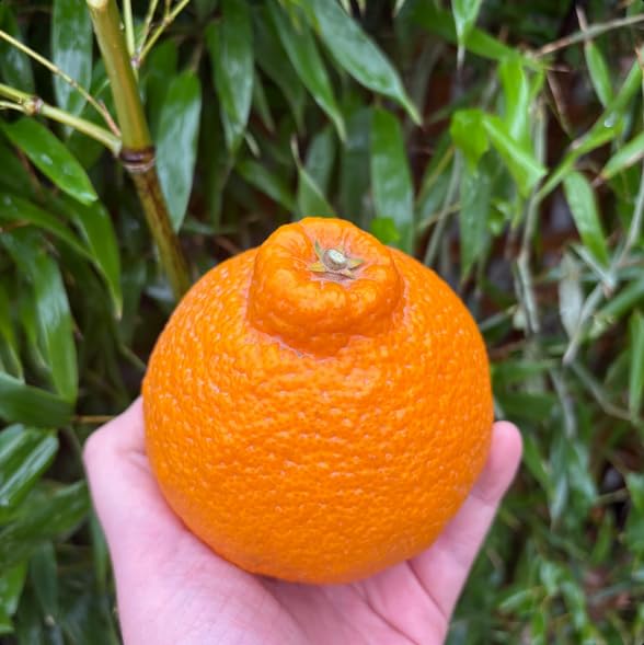 Fresh Dekopon Citrus Mandarins Shiranui Mandarin Oranges, Seedless, Juicy, Easy to Peel - 5lbs Large Size