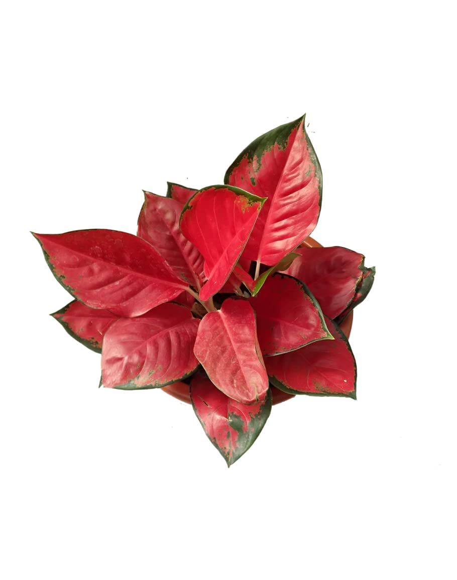 Aglaonema Red Plant (B0BW4RYR3W) Amazon Price History, Amazon Price Tracker