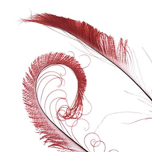 Zucker Feather (Tm) - Peacock Swords Bleached/Dyed - Burgundy #TOP4