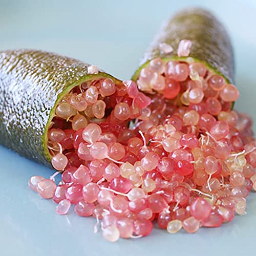 Qauzuy Garden 20 Australian Finger Lime Seeds, Caviar Lime - Non-Gmo Fruit Seeds - Perennial Tropical Exotic Fruit Tree - High Yield & Tasty - Easy To Grow & Harvest #TOP1