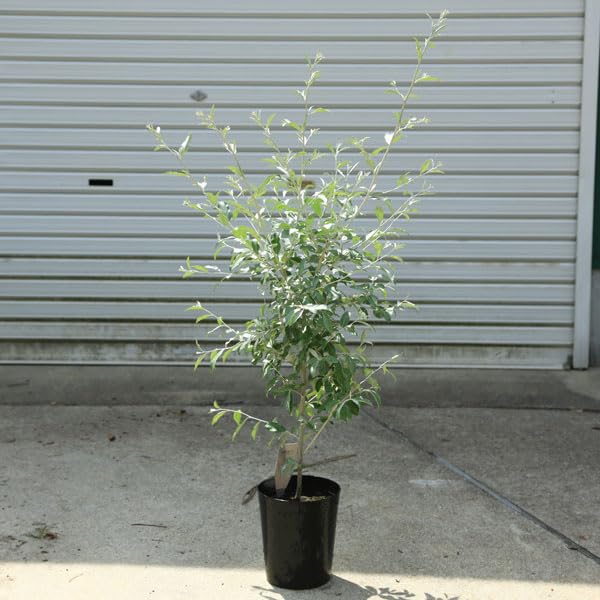 ❈ ロシアンオリーブ フレッシュ ❈ Amazon｜ロシアンオリーブ 7号 受け皿付 【観葉植物 本物 苗木