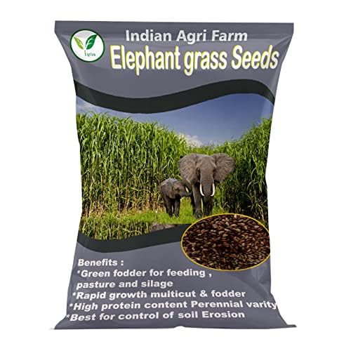 Elephant Grass Seed - 250 gram/Pennisetum purpureum/Napier grass seed/Multicut Grass Seed/for Goat,Cow,Livestock and Cattle