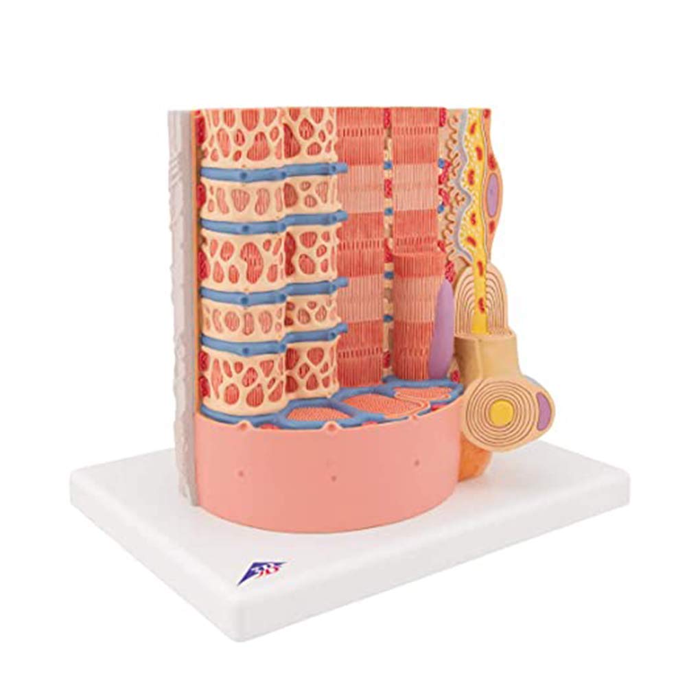 Sjdopulse Muscle Fiber Model Microanatomical Model,Approximately 10,000 Times To Show A Section Of Skeletal Muscle Fibers And Their Nerve Endings