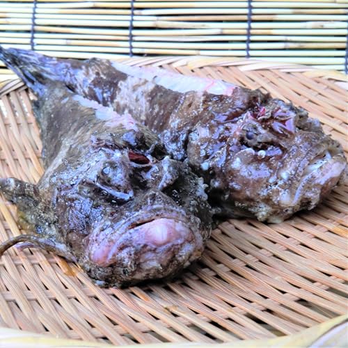 オコゼ 虎魚 (2〜3匹で400〜500g原体分)刺身 煮魚 焼魚 愛媛産 宇和海の幸問屋 (ラウンド:活き締め下処理なし)