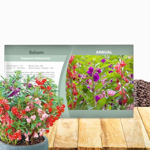 Outsidepride Balsam Impatiens Flower Seeds - 500 Pcs Annual Compact & Pollinator Friendly Impatiens Seeds for Planting w/Vibrant Abundant Blooms for Shade Gardens & Container Displays