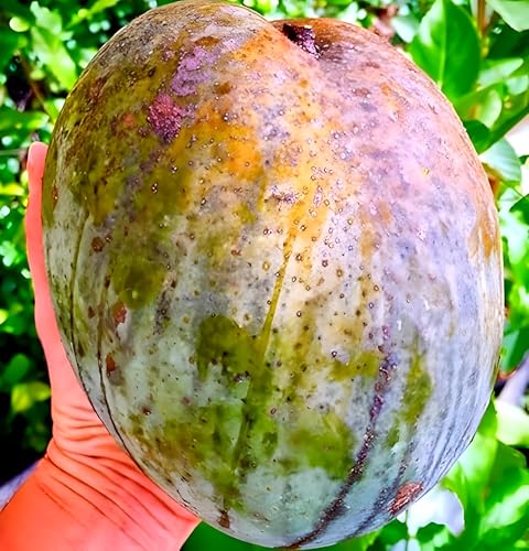 Image of Healthy Delicious Live Hybrid FrashKing 4KG Mango''Fruit Tree Plant || For Home Garden Outdoor indoor plant.