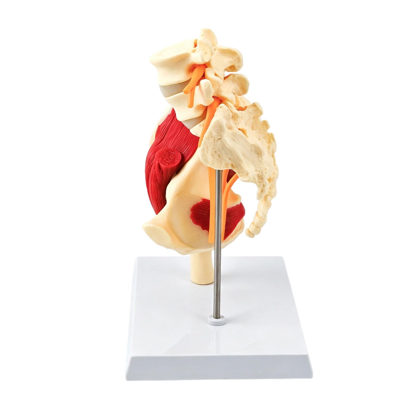 Modelo anatómico de vértebras lumbares humanas de tamaño real con músculos, nervios, esqueleto, hueso para demostración en el aula, modelo anatómico de pelvis lumbar